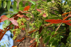 Ailanthus triphysa